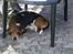 Basset hound Snubbi, født Albert