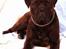 Bullmastiff Librrani's Aisha - Aisha som model for en dag