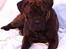 Bullmastiff Librrani's Aisha - Aisha som model for en dag
