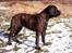 Bullmastiff Librrani's Aisha - Aisha  7 mdr. gammel, hun står vist filosofere