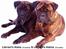 Bullmastiff Librrani's Aisha - Aisha sammen med sin bror Librrani´s Astrox, de to er uadskillelige