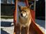 Shiba Kiki *død* - Weeeee, vildt sjovt med en rutchetur hi hi hi