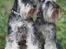 Dvaergschnauzer Nida