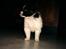Papillon Luffe - yep luffe hunden igen.........