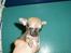 Chihuahua jay jay star - sæt mig dog ned