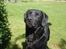 Labrador retriever Zeus
