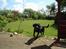 Labrador retriever Zeus