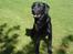 Labrador retriever Zeus