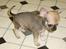 Chihuahua jay jay star
