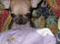 Chihuahua jay jay star