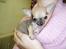Chihuahua jay jay star