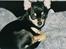 Chihuahua Coco