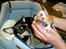 Chihuahua Coco