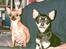 Chihuahua Coco - Coco med søster Zessa