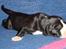 Grand danois Lucia ¤RIP¤ - 1 uge gammel