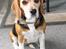 Beagle Tilde - Her er hun i næsten hel figur