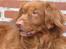 Nova scotia duck tolling retriever Leo - 29 juni 2008