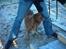 Nova scotia duck tolling retriever Leo