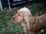 Cocker spaniel Chili - Jamen dog... Hvad er det?