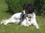 Dansk svensk gaardhund Freja  (24/6) - Os her