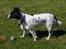 Dansk svensk gaardhund Freja  (24/6) - Jaa dejlig...vind!!!