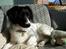 Dansk svensk gaardhund Freja  (24/6) - Nyder at ligge her..