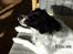 Dansk svensk gaardhund Freja  (24/6) - Hvad er det jeg kan lugte?