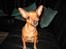 Chihuahua King - Min lille hund med store strit-øre
