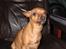 Chihuahua King - King, sidder i stolen og tror hun ejer det hele.. ;)