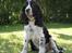 Engelsk springer spaniel Mirocchi (Louis) - Gået bort - Min dejlige hund <3