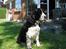 Engelsk springer spaniel Mirocchi (Louis) - Gået bort - Hvor er der bar dejligt at sidde ude i den dejlige sol :D <´3