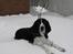 Engelsk springer spaniel Mirocchi (Louis) - Gået bort - Puha..! Vi må hellere lige ligge lidt ned... Der er jo også så meget sne at jeg ikke synker igennem... ;)