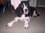 Engelsk springer spaniel Mirocchi (Louis) - Gået bort - Det er dejlig at slappe af :D