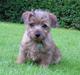 Norfolk terrier Gaia