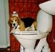 Beagle Skansehøjs Tippie 