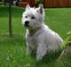 West highland white terrier Maxx