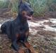 Dobermann DiaZ  Van`t Hof ter Helle