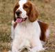 Welsh springer spaniel Nelly  10.11.2003