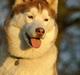 Siberian husky DKCH LP1 "Mira"