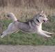 Siberian husky Some'R