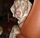 Weimaraner Hot Shoot's Eleu "Himmelhund"