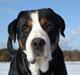 Grosser schweizer sennenhund Anton (Samson)  R.I.P.