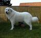 Pyreneerhund Claire