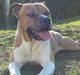 Amerikansk staffordshire terrier Rex 1999 - 2013 rip.