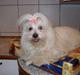 Coton de tulear Ambanja (Banja)