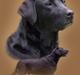 Labrador retriever Hubert`s Hugin