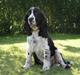 Engelsk springer spaniel Mirocchi (Louis) - Gået bort