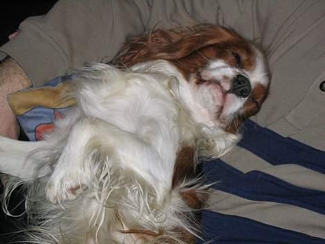 Cavalier king charles spaniel Hans Jørgen billede 4