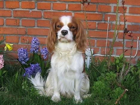 Cavalier king charles spaniel Hans Jørgen billede 5