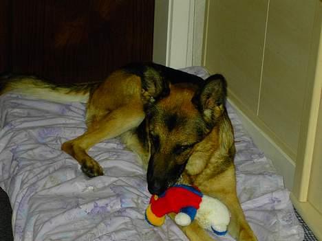 Schæferhund Leika. billede 3